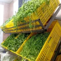 نیروی خانم جهت سبزی خردکنی