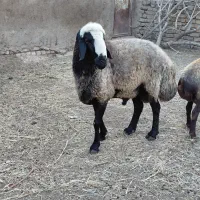 قوچ شالی