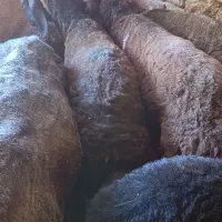 بره‌نر‌پرواری‌چاق‌درجه‌یک