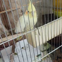 عروس هلندی با قفس نو