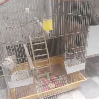 عروس هلندی