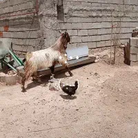 سابرین