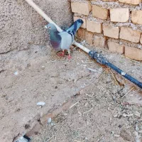 کبوتر گرفتنی
