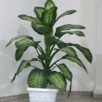 گل خانگی
