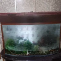 اکواریوم ماهی
