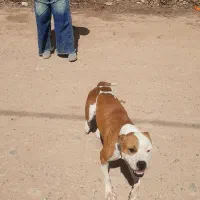 پیت بول ماده ۲ ساله