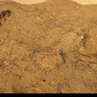 کودکهنه ،حیوانی گوسفند تمییز بدون خاک وآشغال