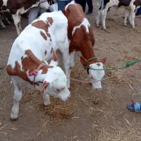 فروش گوساله درجه یک