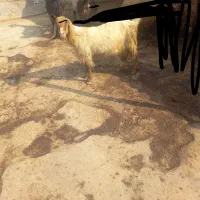 بز ماده