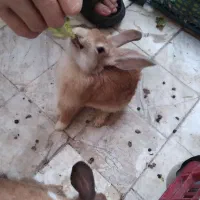 خرگوش