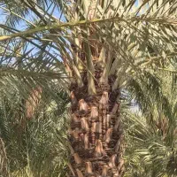 قطع نخل در خانه باغ
