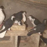 کفتر.جفتگاه .سرخ زرد .ساده افشون .۶ تا جوجه