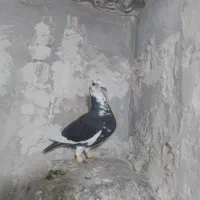 ابلغ سیاه