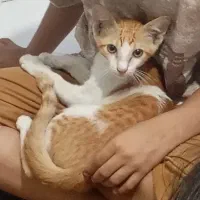 گربه مهربونم و خوشگل