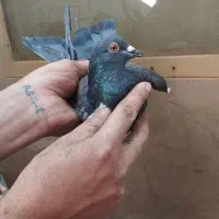 1عدد  کفتر نر شهرستانی