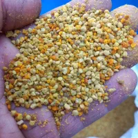 فروش گرده عسل و ژل رویال ایرانی