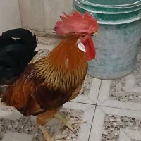 خروس