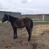 اسب
