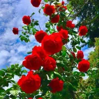 خط ۰۹۱۲ کد ۸ رند سه رقم تکرار