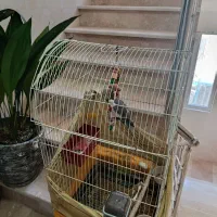 عروس هلندی و فنچ