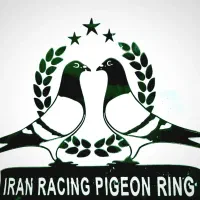 کفتر گمشده