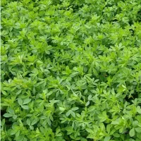 فروش یونجه آماده و چیده شده در خوروم
