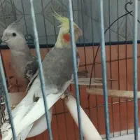 عروس هلندی ابلغ کله لوتینو