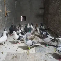 کفتر  نر ماده فروشی