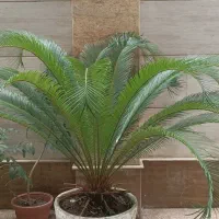 سیکاس 15 ساله سبز  مادر با گلدان سرامیکی بزرگ