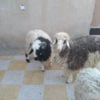 بره