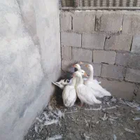 5عددغاز نروماده