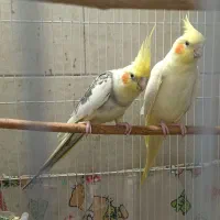 عروس هلندی