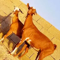 دوتا مری ابست جملزا