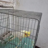 عروس هلندی سخنگو