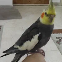 عروس هلندی ۳ ساله سخنگو