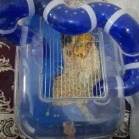 همستر و قفس اکفاریومی