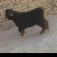 2 راس بز غاله نر  و ماده برای قربانی‌