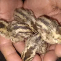اجاره مغازه