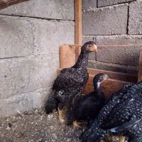 جوجه مرغ هندی