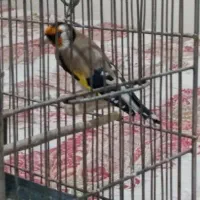 سره دهندار ولول گاله دار اوستا