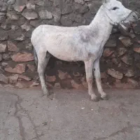 الاغ نر
