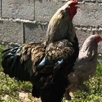 فروش چند عدد مرغ و خروس نژاد دار