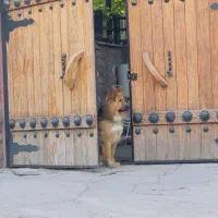Rex|سگ|لواسان, |دیوار