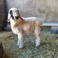 بره لری نر