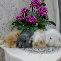 توله خرگوش مینی لوپ اصیل اپارتمانی
