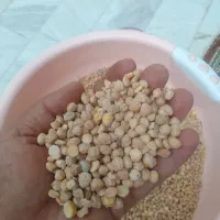 نخود فلافل