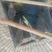 جوجه عروس هلندی