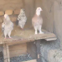 شازده