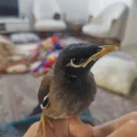 مرغ مینا دستی