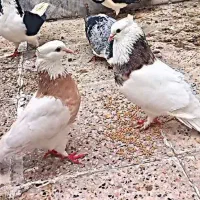 پرنده